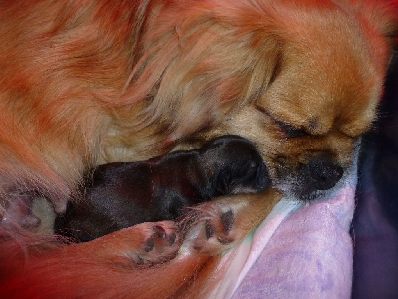 chiot Epagneul tibetain De la haute tenue