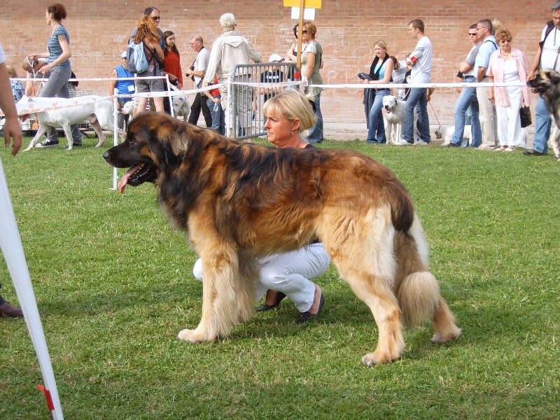 Vagabond dit vasco De la haute tenue