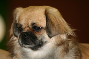 PORTEE DHARMA 2012
